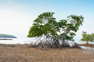 Mangrove at tropical sea in south of Thailand