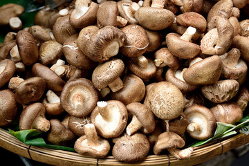 Shitake mushroom