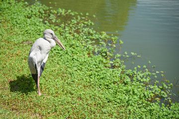 Stork on green field near the lake