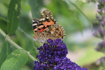 Schmetterlinge im Garten