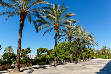 Palm alley