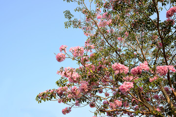 Tabebuia rosea