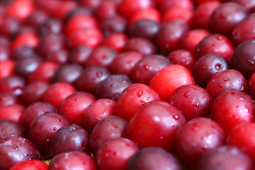 Cherry plums  background