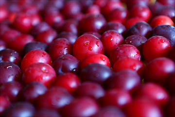 Cherry plums  background