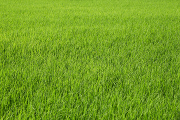 Obraz na płótnie Canvas fresh green rice field background