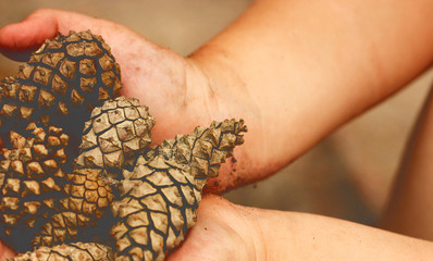 Child in the forest holds a handful of pine cones