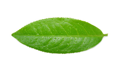 Fototapeta na wymiar leaves Fresh green tea with drops of water isolated on white bac