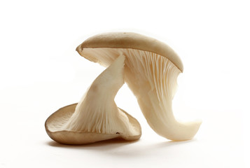 Fototapeta premium Oyster mushrooms isolated