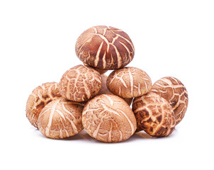 Shiitake Mushrooms on white background