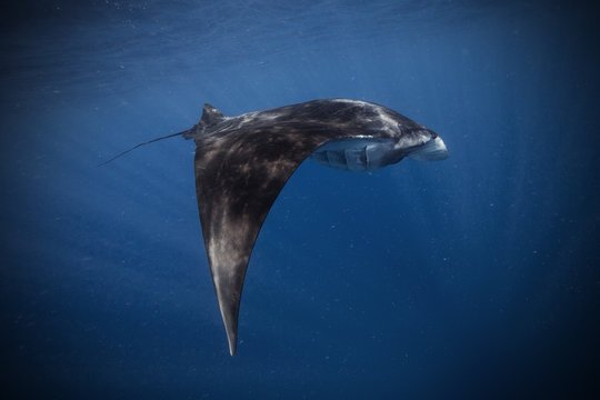 Stingray under water 