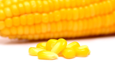 corn seeds on white