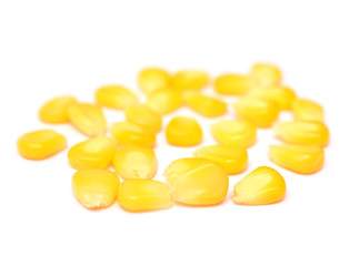 corn seeds on white