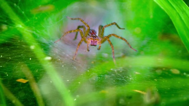 Funnel weaver spider of indeterminate spiecies stands, in ambush, waiting for prey, at the mouth of his tunnel. Video 1080p
