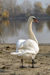 swan
