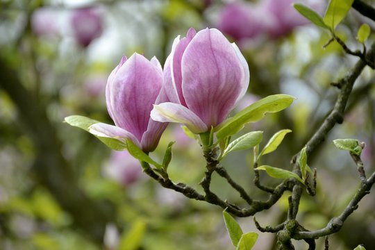 Fototapeta Detail of magnolia flowers and leaves 