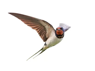 Foto op Plexiglas anti-reflex Barn swallow (Hirundo rustica) © dennisjacobsen