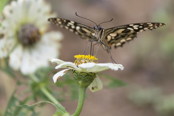 Butterfly on the flower