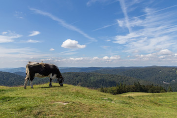 Vache sur les sommets Vosgiens