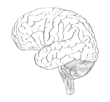 Profile of Brain drawn in outline drawing style as the blank for