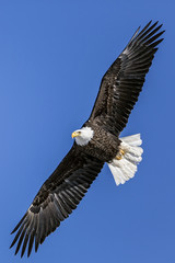 A mature Bald Eagle soaring with a full wing span