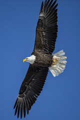 Bald Eagle in Flight