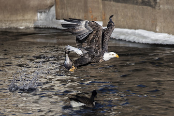 Obraz premium A mature Bald Eagle connects on a fishing run.