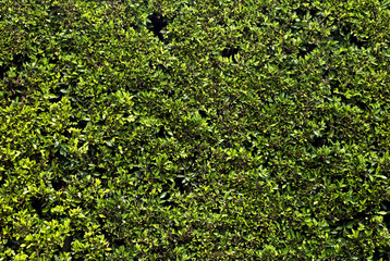 Green grass background pattern.