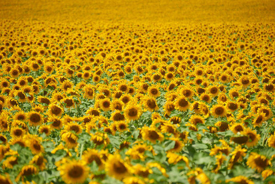 rows of sunflowers in a field as background, beautiful summer landscape