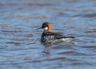 Female Red-necked Phalarope (Phalaropus lobatus) swimming among waves