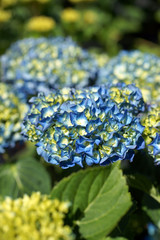 Hydrangea macrophylla Renate Steiniger © 7monarda