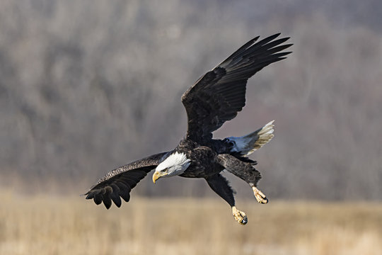 Mature Bald Eagle Starting to Dive