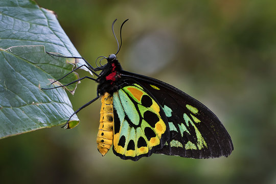 Golden Birdwing Butterfly - Troides rhadamantus .