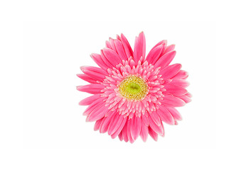  pink and yellow gerbera flower isolated on a white background