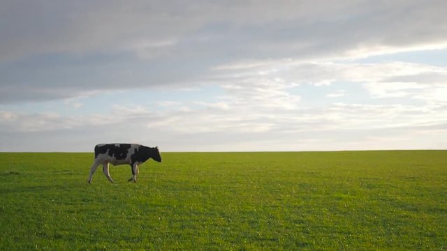 Flecken Kuh auf gr&uuml;ner Wiese
