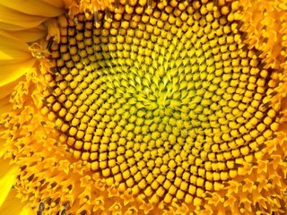 Sunflower detail