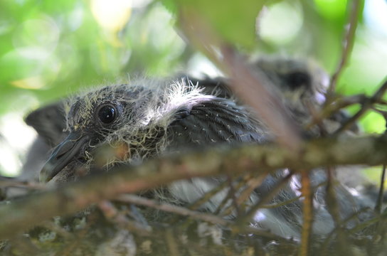 Grands oisillons merle dans leur nid avant envole