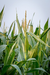 Obraz premium Men's broom corn during flowering