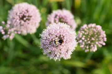 Bee on white onion flower