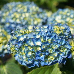 Hydrangea macrophylla Renate Steiniger © 7monarda