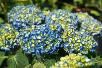 Hydrangea macrophylla Renate Steiniger © 7monarda