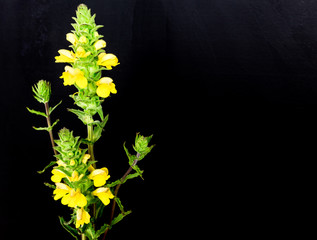 flores amarillas del campo con fondo negro