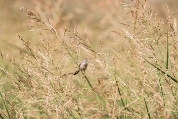 The small bird Graceful Prinia (prinia gracilis) grasping the tall grass