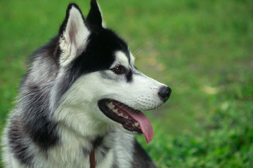 Siberian husky