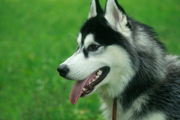 Siberian husky