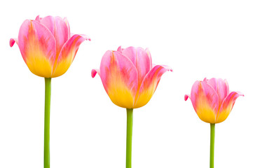 Flower pink  beautiful tulips isolated on white