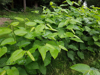 Japanischer, Knoeterich, Fallopia, japonica, Eindringling