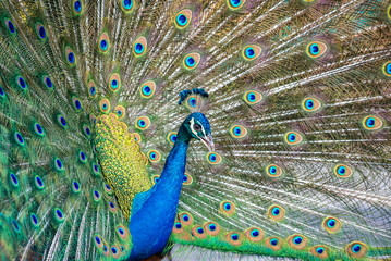 Obraz premium Portrait of beautiful peacock with it feathers out