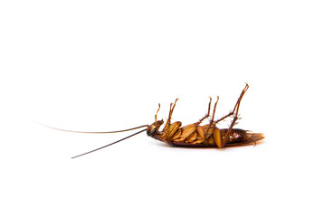 cockroach on white background.(roach, cockroach)