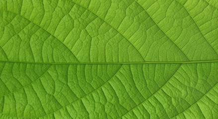 Nervures d'une feuilles