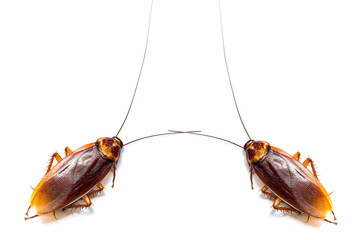 cockroach on white background.(roach, cockroach)
